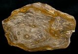 Petrified Wood End Cut - Queensland, Australia #6304-1